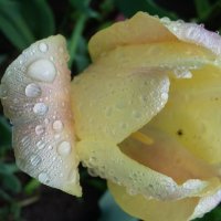 *** не успел...*** :: Olga Oskolkova *** не успел...*** :: Olga Oskolkova