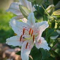 С веснушками :: lady v.ekaterina