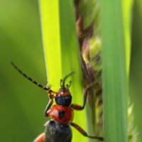 даже у букашки есть сердце... :: Александр Кольцов