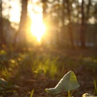 ... :: Александр Кольцов