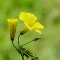 Кислица козья (лат.Oxalis pes caprae). :: Александр Григорьев