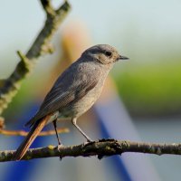 Про птичку :: Юрий. Шмаков