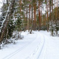 Зимний лес. :: Милешкин Владимир Алексеевич 