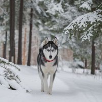 Прогулка по зимнему лесу :: Ольга 