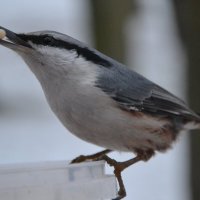Красавец поползень. :: Надежда 