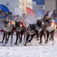 День оленевода :: Виктория 