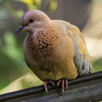 Малая горлица. :: Alexander Amromin Малая горлица. :: Alexander Amromin