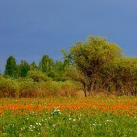 Майский пейзаж. :: nadyasilyuk Вознюк