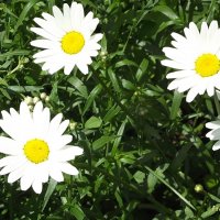 Ромашки :: Freddy 97