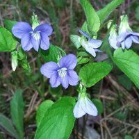 ***лесные фиалки*** :: Olga Oskolkova