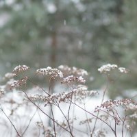 ***** :: юрий поляков