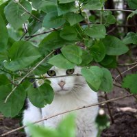 ... :: Александр Кольцов