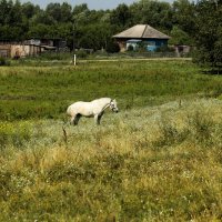 Деревенские мотивы :: Юрий. Шмаков