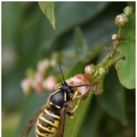 оса питается нектаром :: Александр Кольцов