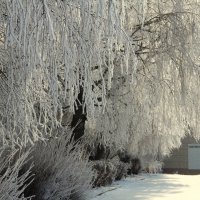 Февраль. Зима началась) :: Елена Минина