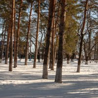 Давно у нас такой зимы не было :: Игорь Сикорский