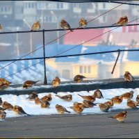 Перекур :: Сеня Белгородский