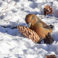 клест еловик :: юрий макаров