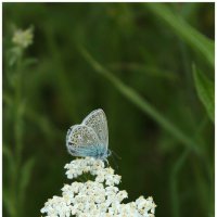 бабочка голубянка икар {Polyommatus icarus} :: Александр Кольцов