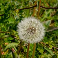 Про одуванчик... :: Николай Гирш