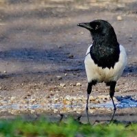 Где бы и чего бы... :: Николай Саржанов