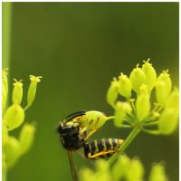 оса пьёт нектар :: Александр Кольцов