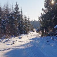 По лесной дорожке :: Сергей Целищев