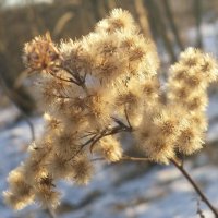 ... :: Наталия Кольцова