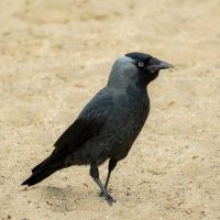 В поиске... :: Николай Гирш В поиске... :: Николай Гирш