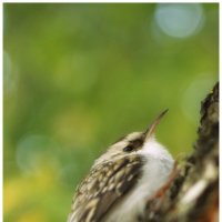 пищуха {Certhia familiaris} :: Александр Кольцов