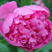 ПИОН - КОРОЛЬ ИЮНЬСКОГО САДА :: Валентина 