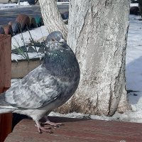 Ждёт друга :: Сеня Белгородский