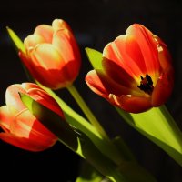 Доброе утро :: Юрий. Шмаков