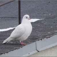 Блондин :: Сеня Белгородский