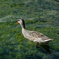 Уточка и чистая вода,как на Байкале :: Валентин Семчишин