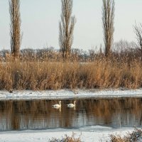 Утро на реке :: Константин Бобинский