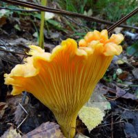 Лисичка. :: nadyasilyuk Вознюк