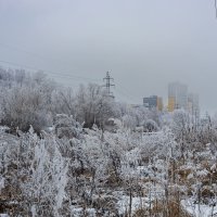 Городские кустарники в инее :: Александр Синдерёв