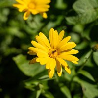 "Ох, лето красное! любил бы я тебя, когда б не зной, да пыль, да комары, да мухи" :: Анастасия Фотографовна