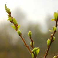 Из зелёной почки пробиваются листочки :: Елена Пономарева