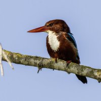 Красноклювая альциона. :: Alexander Amromin Красноклювая альциона. :: Alexander Amromin