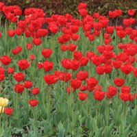 С Праздником 8 Марта! :: Дмитрий И_ С Праздником 8 Марта! :: Дмитрий И_