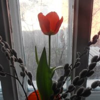 Стройный тюльпан :: Наталья Стройный тюльпан :: Наталья