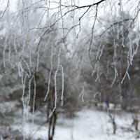Подвески зимы :: Александр Синдерёв