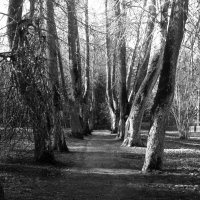 Липовая аллея Анны Керн :: Олег Зоркий