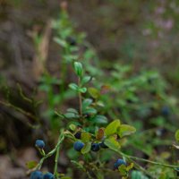 А вы знали, что черника положительно влияет на артериальное давление? :: Анастасия Фотографовна