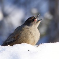 Кукша :: Виктория 