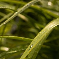 Побольше зелени вам в ленту) :: Анастасия Фотографовна