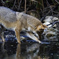 Золотистый шакал. :: Alexander Amromin