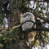 птенец серой неясыти :: юрий макаров